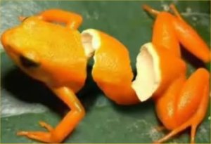 sliced-organge-frog